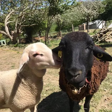Un Petit Coin De Bonheur Au Ranch